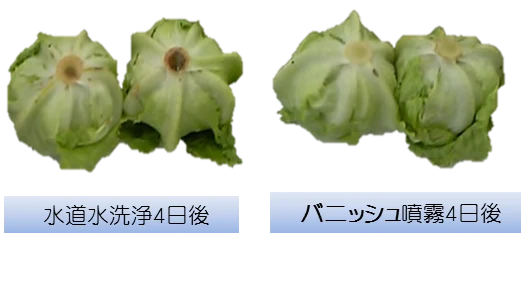 レタスの鮮度比較。水道水で洗ったものとバニッシュを噴霧したものを4日後に比べた写真